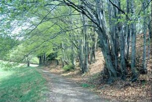 Weg zwischen Wiese und Hang mit Buchen