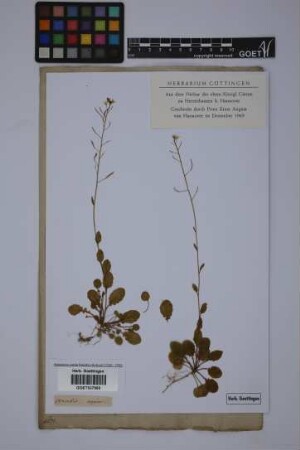 Arabis alpina L.