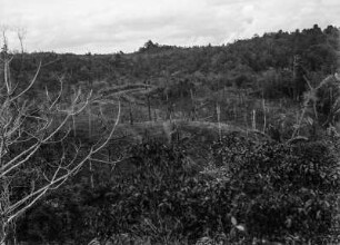 Zerstörter Wald : Bei einem Feuer zerstörter Wald.