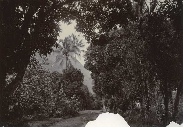 "Chemin ombragé, Tahiti"