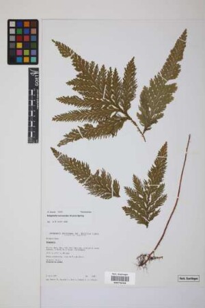 Selaginella haematodes (Kunze) Spring