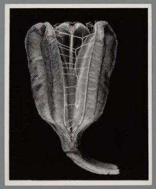 Lilie, Fruchtstand, Samenstand (Lilium superbum)