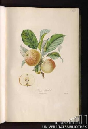 Blanc-Michel.