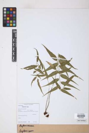 Asplenium spec.