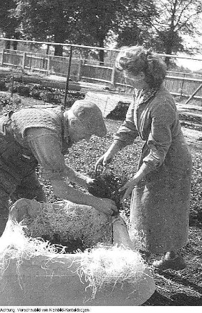 Gartenbau und Landwirtschaft. Dresden, Pillnitz. Versuchsanstalt? Mimosen / Getreidemühle / Viehhaltung u.a., September 1956 - Mai 1957