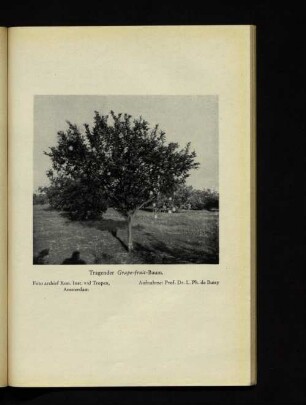 Tragender Grape-fruit-Baum.