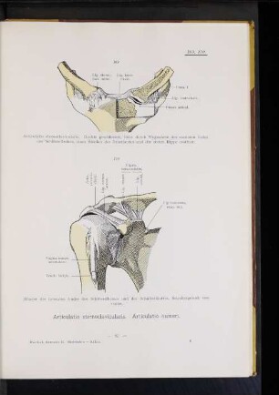 Articulatio humeri.