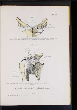 Articulatio humeri.
