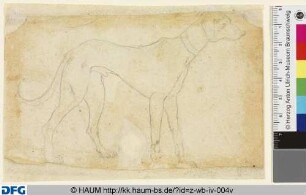 Stehender Windhund (Durchzeichnung der Vorderseite)