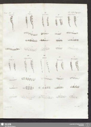 Pl. XIX. pag. 290