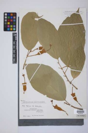 Matisia sp.n. aff. oblongifolia