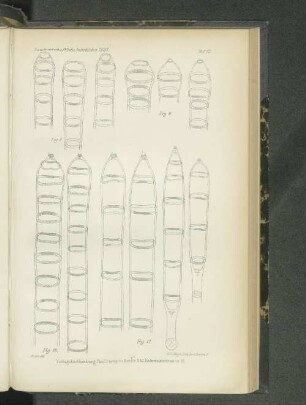 Tafel VII. Fig. 8. - Fig. 11.