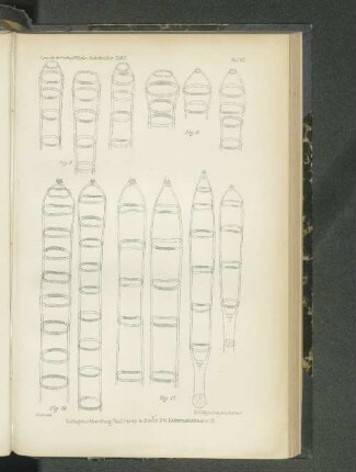Tafel VII. Fig. 8. - Fig. 11.