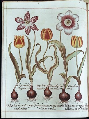 Besler, Basilius und Hieronymus: Hortus :Eystettensis: Gartentulpen (Tulpia gesneriana L.) verschiedene Zuchtformen