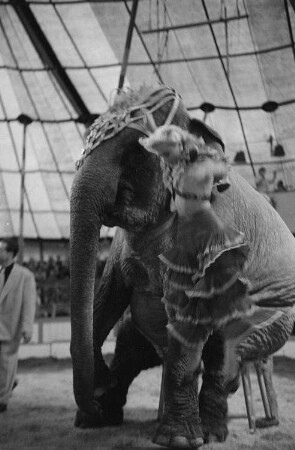Ein sitzender Zirkuselefant und eine Artistin des Volkseigenen Circus Aeros bei einem Auftritt vor Publikum in der Manege