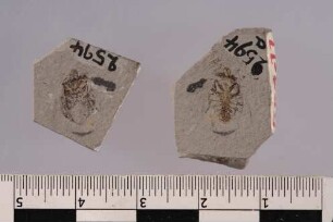 Grundwanze (Aphelocheirus affinis)