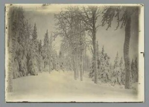 Bergwald am Fichtelberg