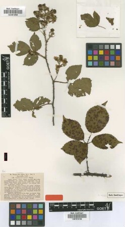 Rubus dechenii Wirtg. [type]