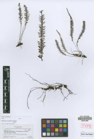 Melpomene pilosissima (M.Martens et Galeotti) A.R.Sm. et R.C.Moran