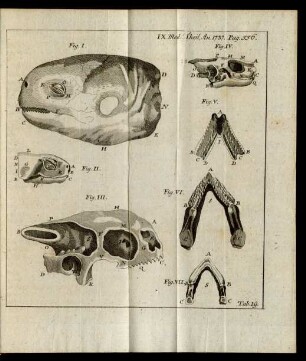 Tab. 19.