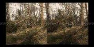 Matrose im zerschossenen Wald