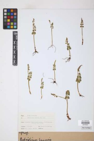 Botrychium lunaria