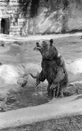Braunbären im Karlsruher Zoo.