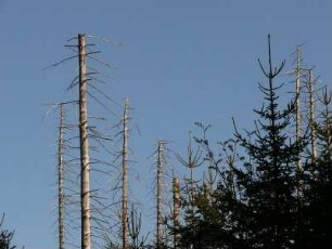 abgestorbene Nadelbäume im Nationalpark Hochharz am Brocken