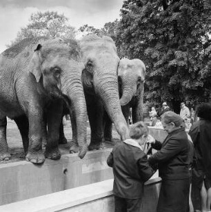 Dresden. Zoologischer Garten, asiatische Elefanten