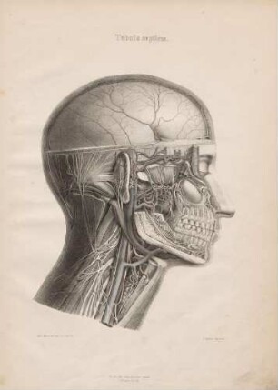 Nervus subcutaneus malae, nervi dentales, nervi fossae temporalis, ramus nervi hypoglossi descendens, ramus externus nervi accessorii, plexus cervicalis