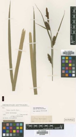 Carex macrocarpa Not on Sheet [type]