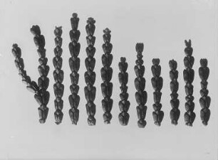 Hiba-Lebensbaum (Thujopsis dolabrata), Äste