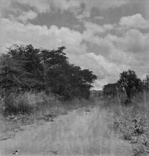 Straße : Straße durchschneidet die Buschlandschaft der Shinyanga Region