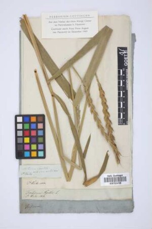 Triticum spelta aestivum muticum