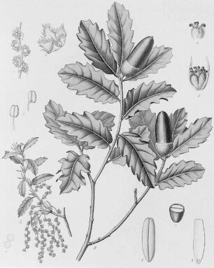 Färber-Eiche (Quercus velutina), liefert Galläpfel und Gerbsäure für Färberei : Geographie | Wirtschaftsgeographie | Gerb-, Flecht- und Papierstoffe liefernde Pflanzen | Gerbstoffe, Flechtstoffe und Fasern, Papierstoffe liefernde Pflanzen