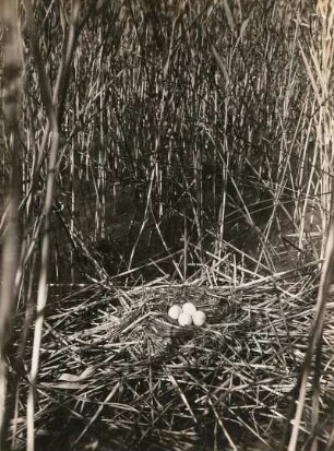 Haubentaucher (Podiceps cristatus). Nest und Gelege.