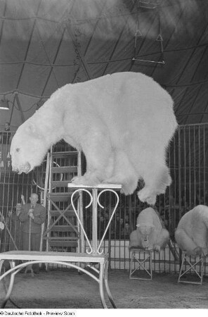 Zirkusdarbietung mit Eisbären