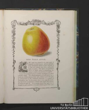 Bess Poole Apple.