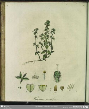 Veronica Arvensis. Tabula XI.