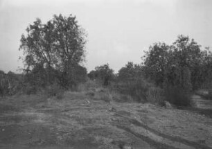Landschaft : Landschaft mit Bäumen, Gras und Gebüsch
