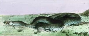 Reptilien. Ringelnatter (Natrix natrix)