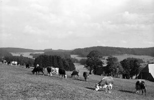Kühe auf einer Weide in Breitnau