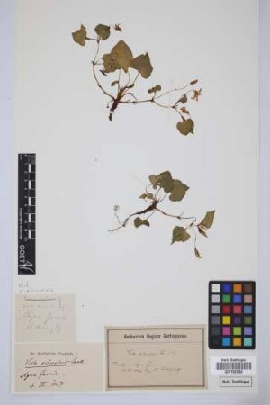 Viola sylvestris Lam.