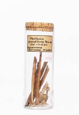Sesbania grandiflora (L.) Poir. aus Ostindien [Süd- und Südostasien]