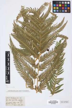Pteris arguta Ait.
