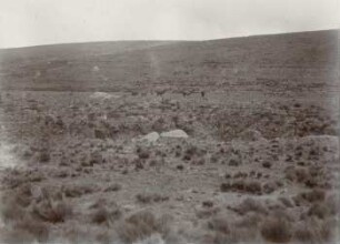 Paramo mit Lamas, Nord-Chimborazo