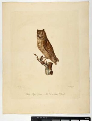 Strix Scops. Lin. Mas. Die kleine Ohreule. - Zwergohreule. Otus scops; mas. - Zeichner: Johann Mathias Hergenröder; Stecher: Johann Carl Bock