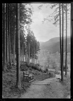 Thüringer Wald bei Ilmenau