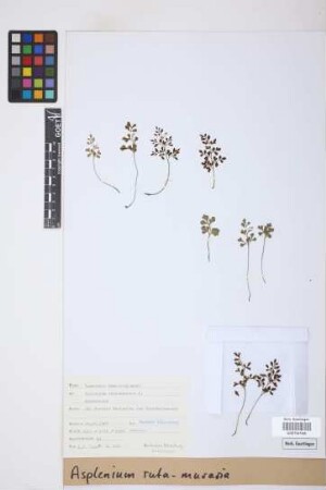 Asplenium ruta-muraria L.