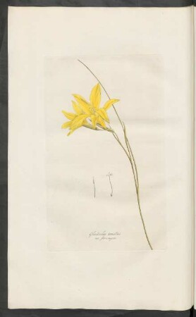 Gladiolus tenellus var. flore majore